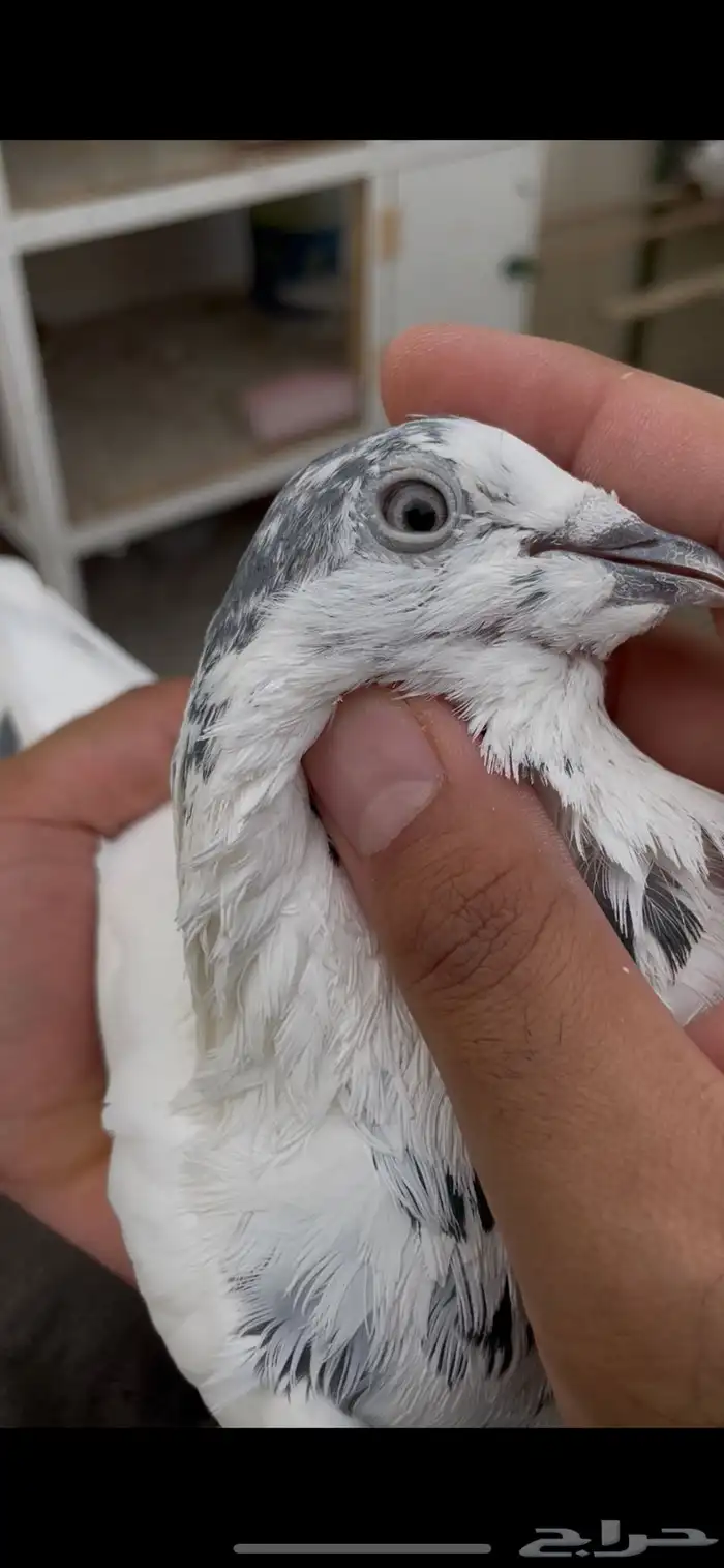 حمام باكستاني بتيرا 2