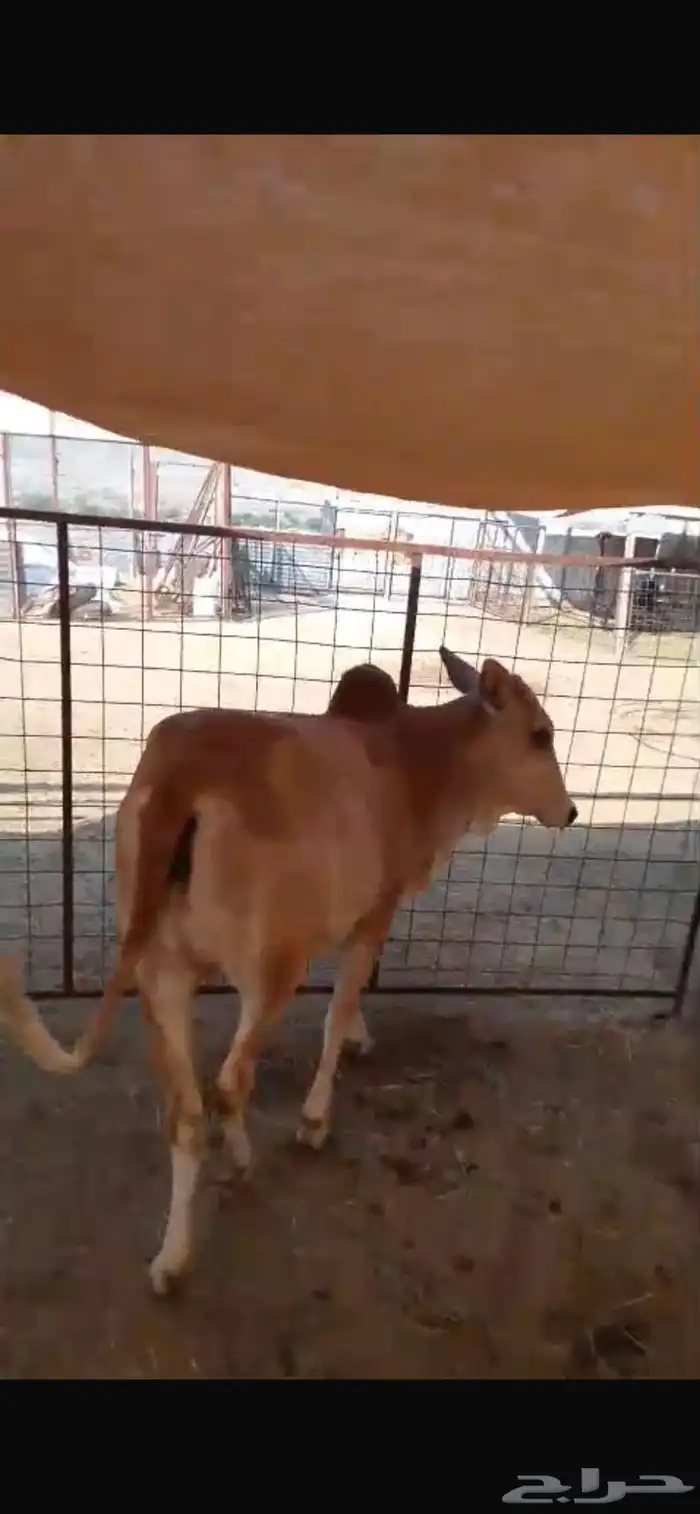 حسيله. للبيع بعم 11. شهر فل شحم بلدي 6