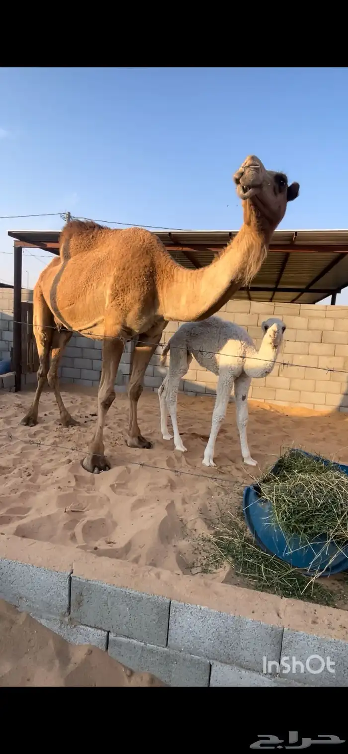 ناقه شعلا خلفه تحته قعود 0