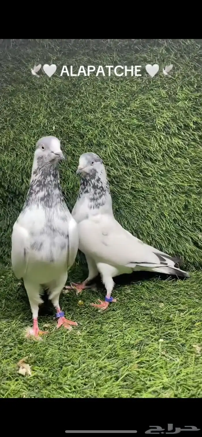 حمام باكستاني تيدي جونسرا 0