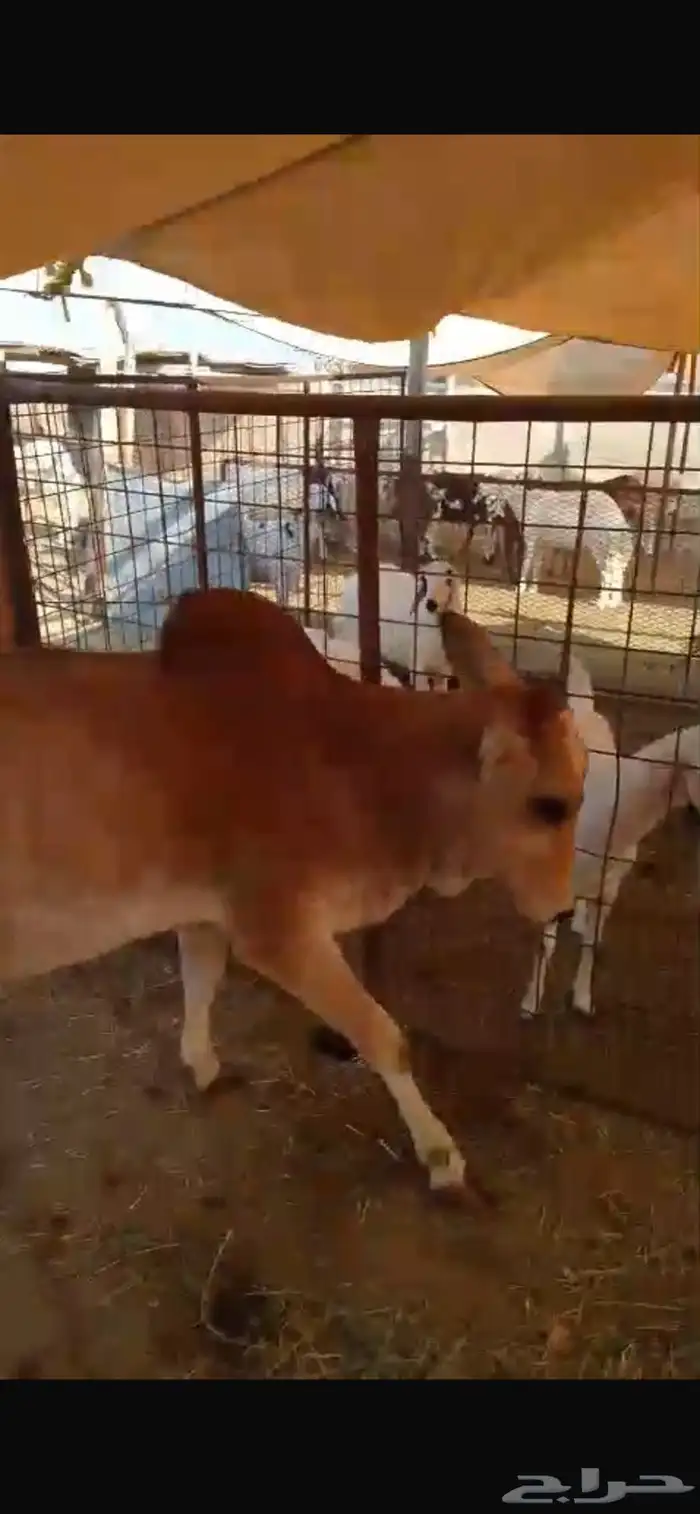 حسيله. للبيع بعم 11. شهر فل شحم بلدي 8