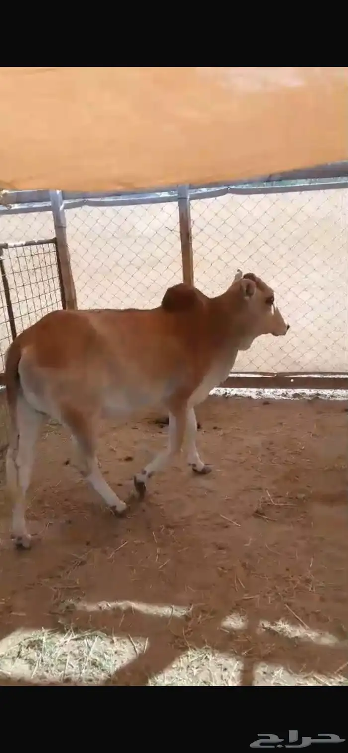 حسيله. للبيع بعم 11. شهر فل شحم بلدي 3