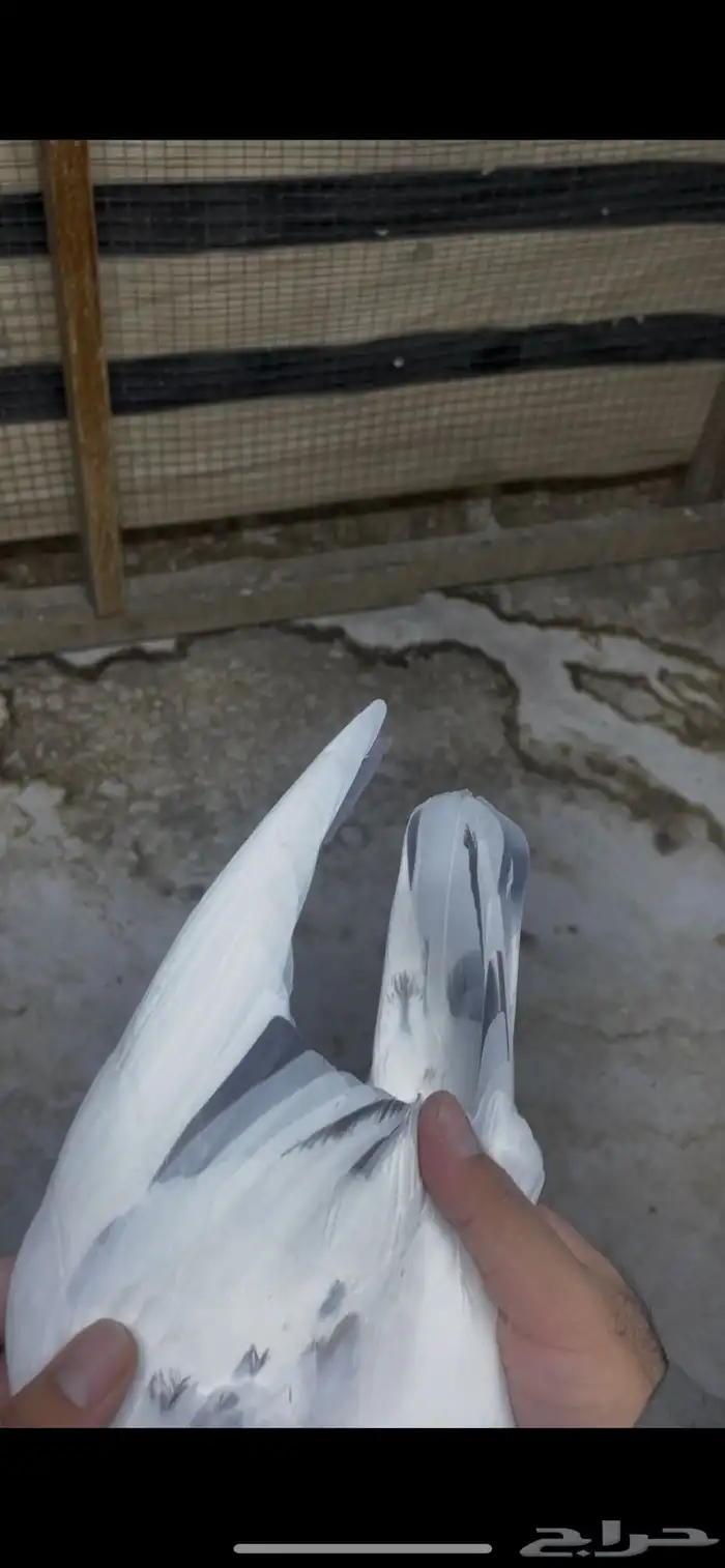 حمام باكستاني تيدي جونسرا 3