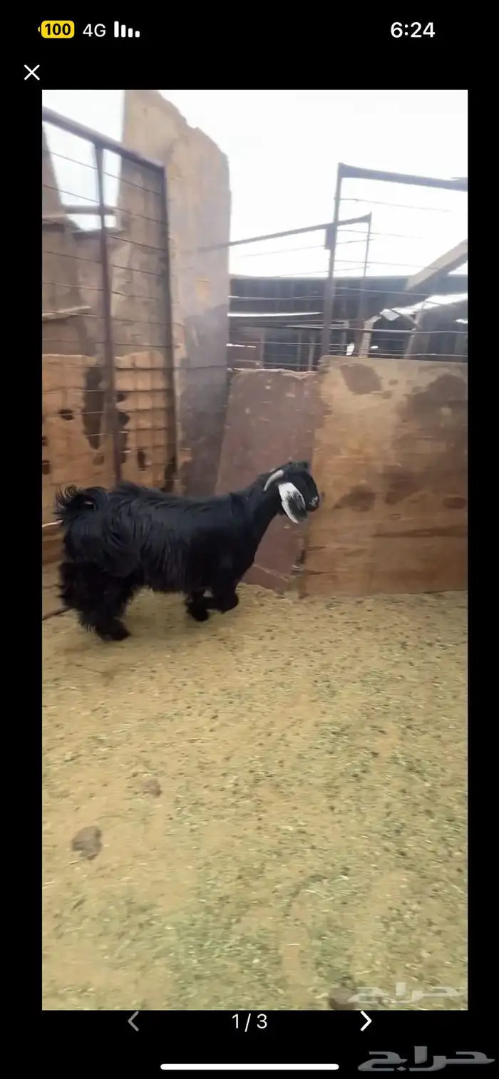 ذبيحه نظيف من مراحي 0