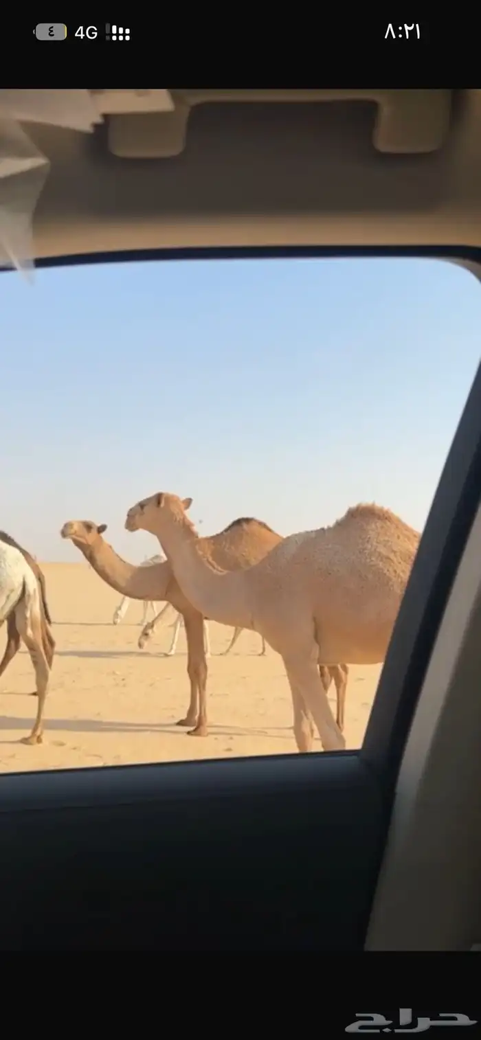 للبيع بكار مفاريد رايحه حقايق 5