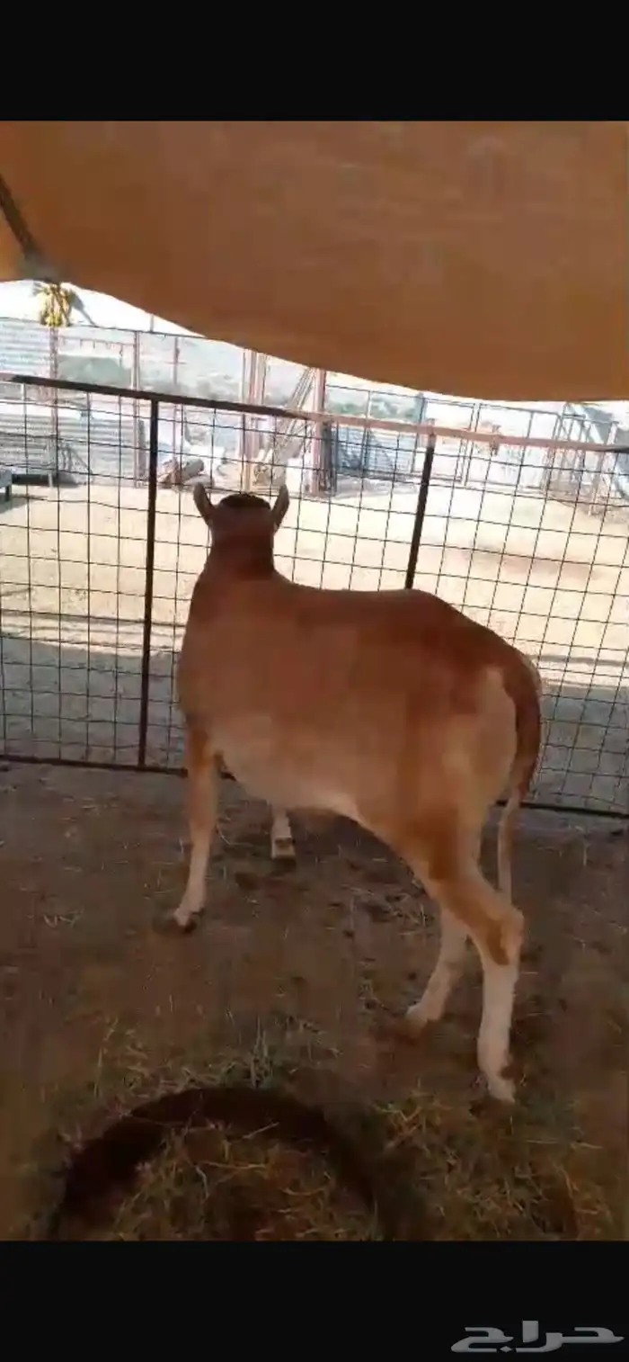 حسيله. للبيع بعم 11. شهر فل شحم بلدي 9