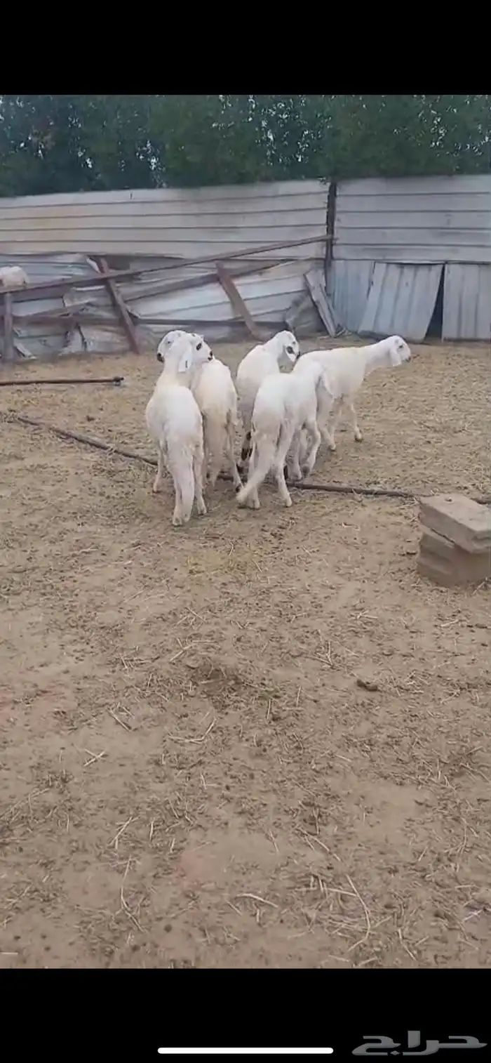 للبيع سواكن مرابي شرط فاخره 0