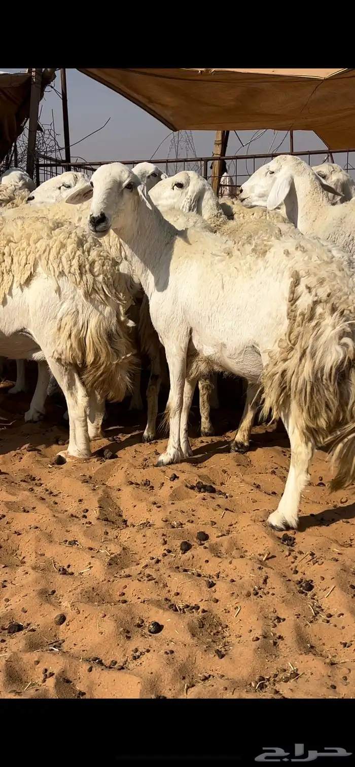 غنم حريات حرش مراح واحد دفيع ومضاريع 7