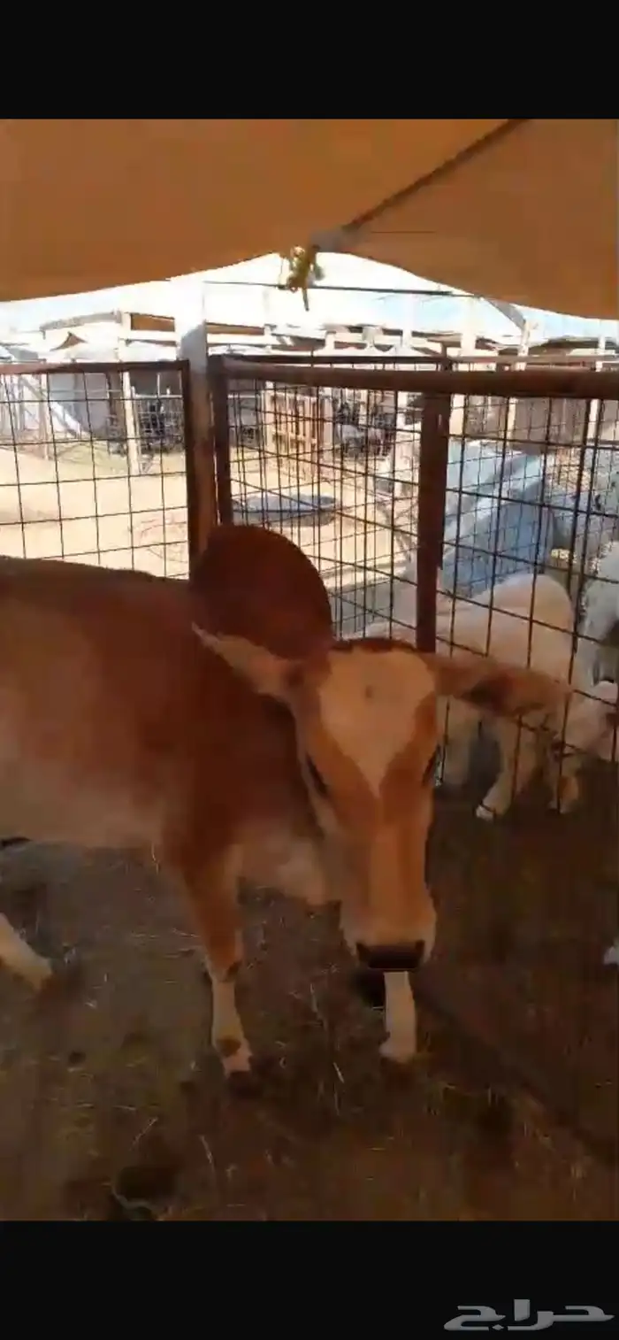 حسيله. للبيع بعم 11. شهر فل شحم بلدي 14