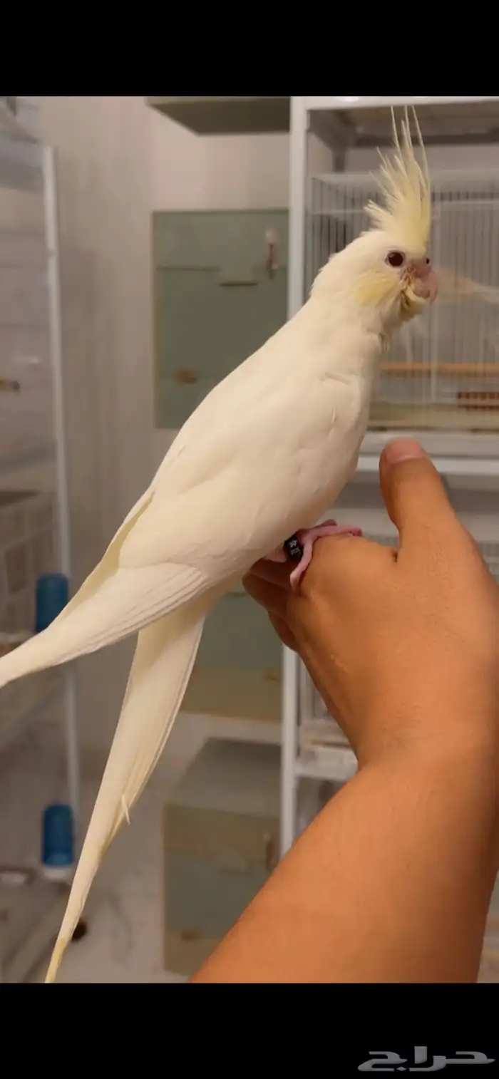 كروان كريمي فيس اينو 0