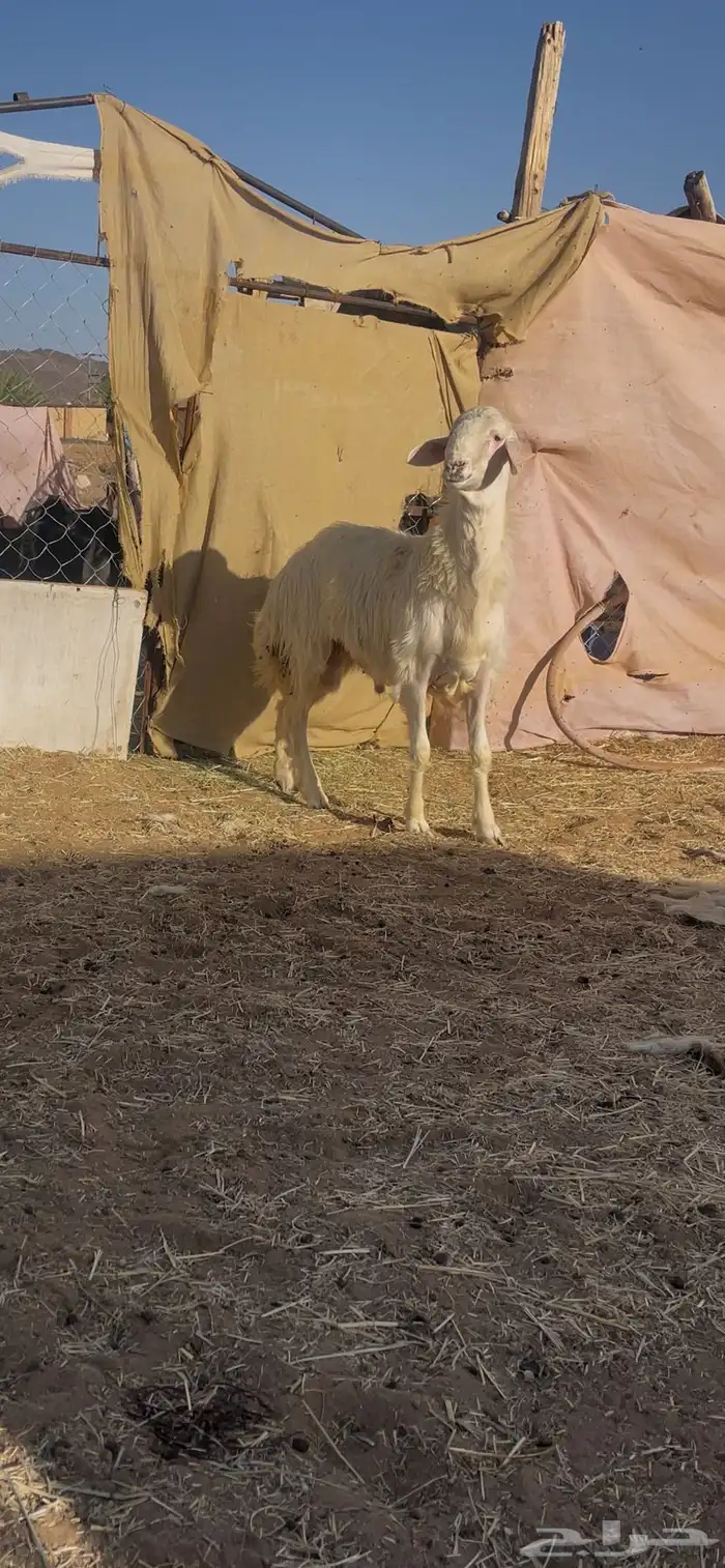 خروف اصفر ابرص مشروطه صحه وضراب 2