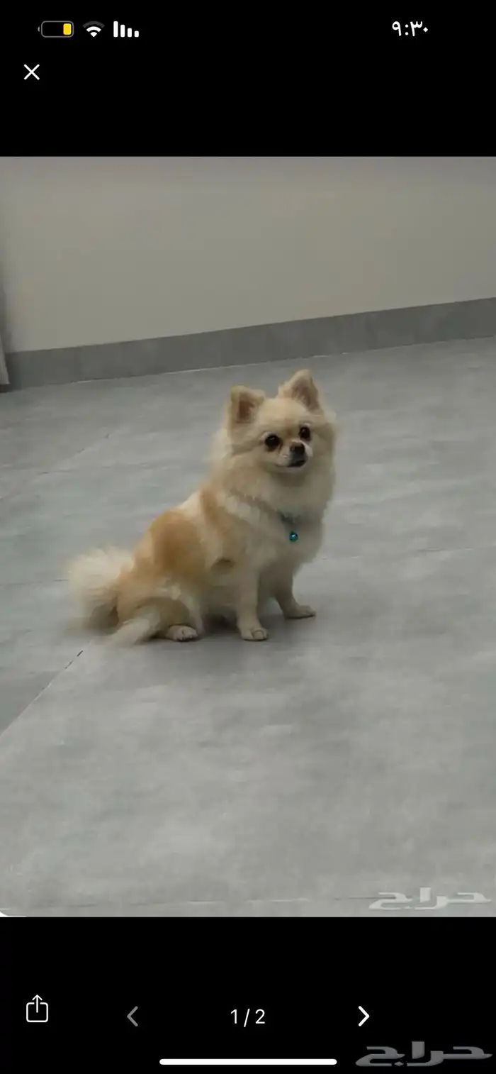 كلب بومرينيان للبيع 1