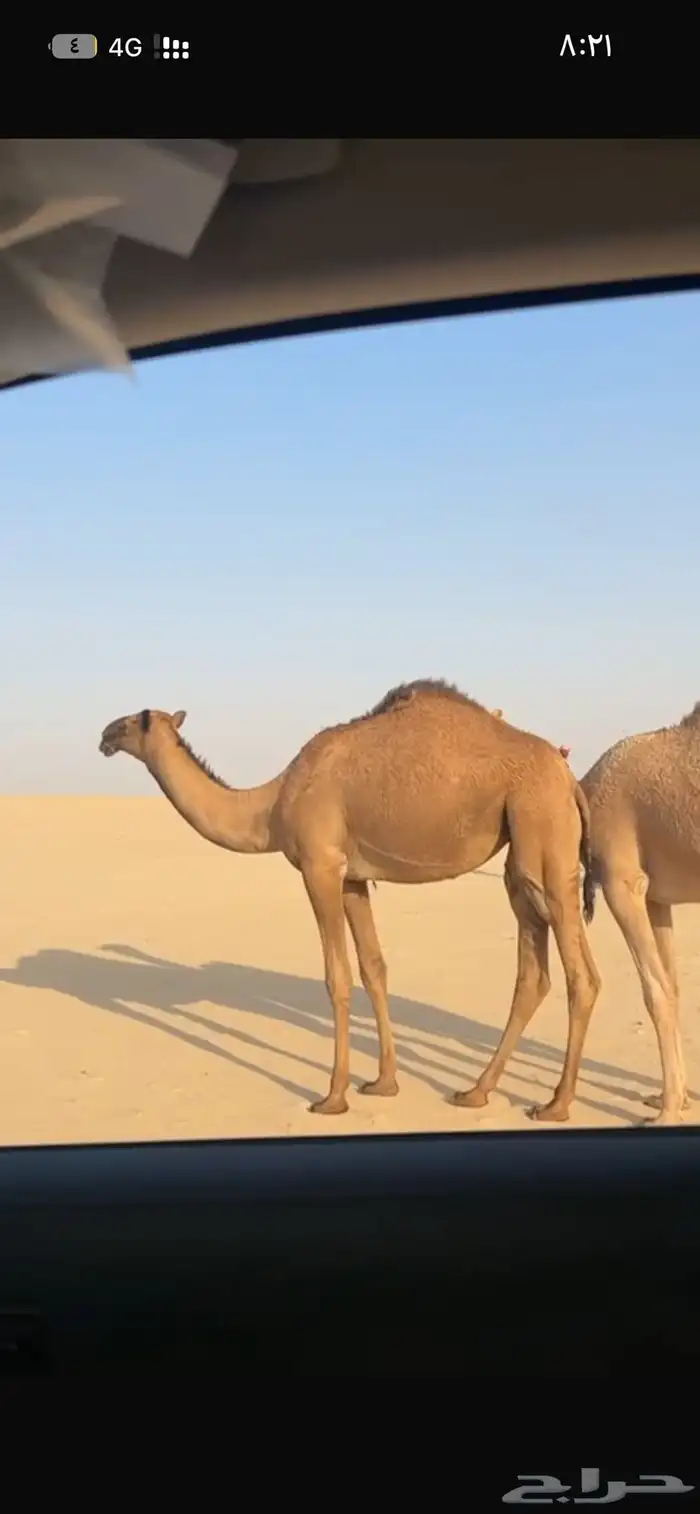 للبيع بكار مفاريد رايحه حقايق 2