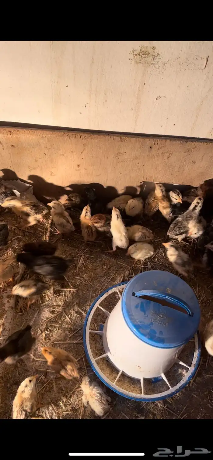 السلام عليكم ورحمة الله وبركاته اذكرو الله و صلو عليه 2