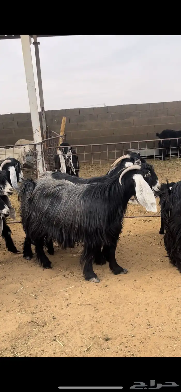 معزاء عوارض 5