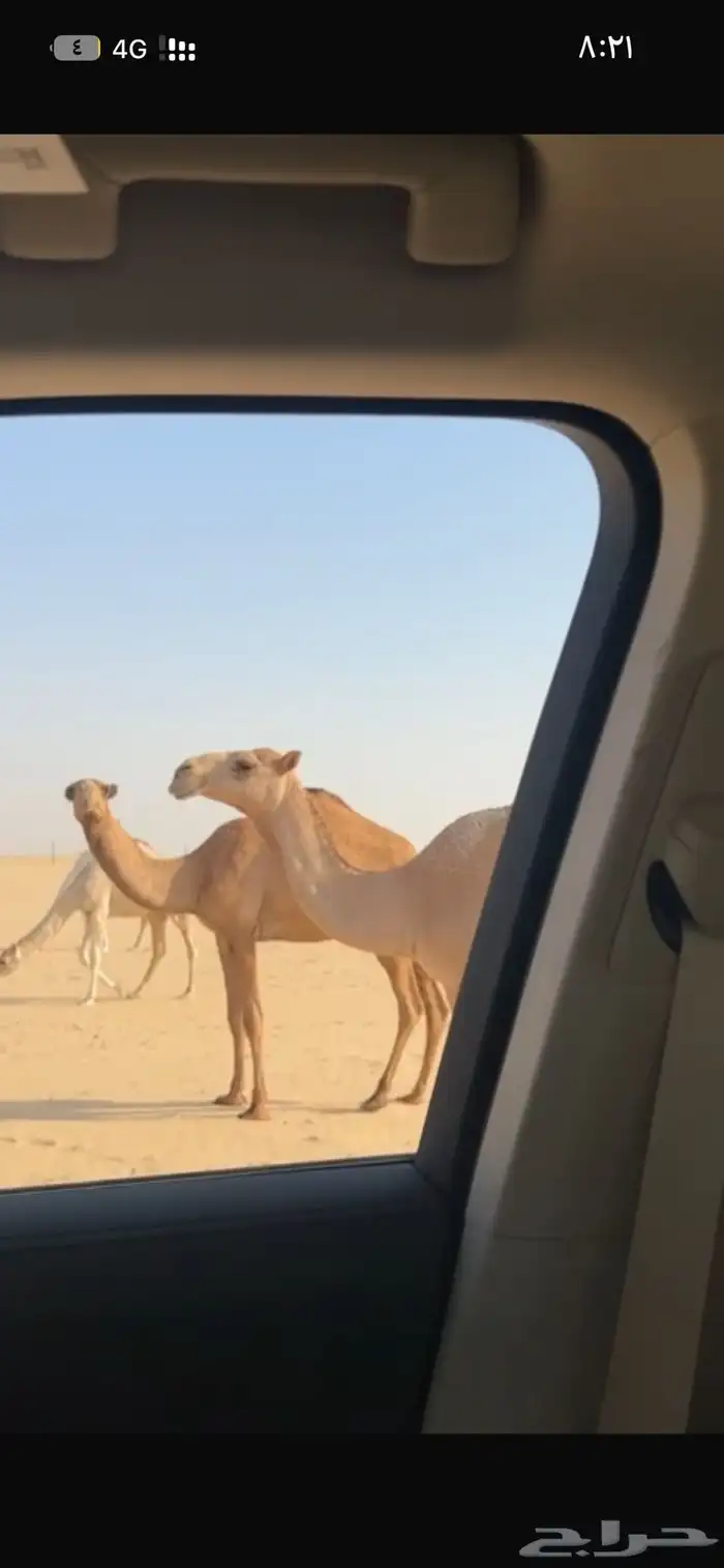 للبيع بكار مفاريد رايحه حقايق 4