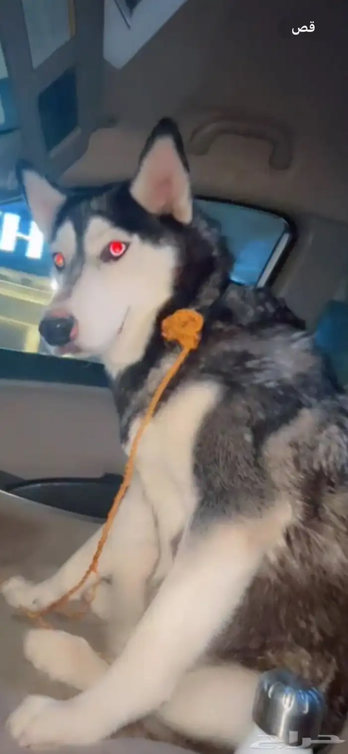 كلبه هاسكي للبيع أليفه ولعوبه وهاديه واتوقع حامل الجنس أنثى 0