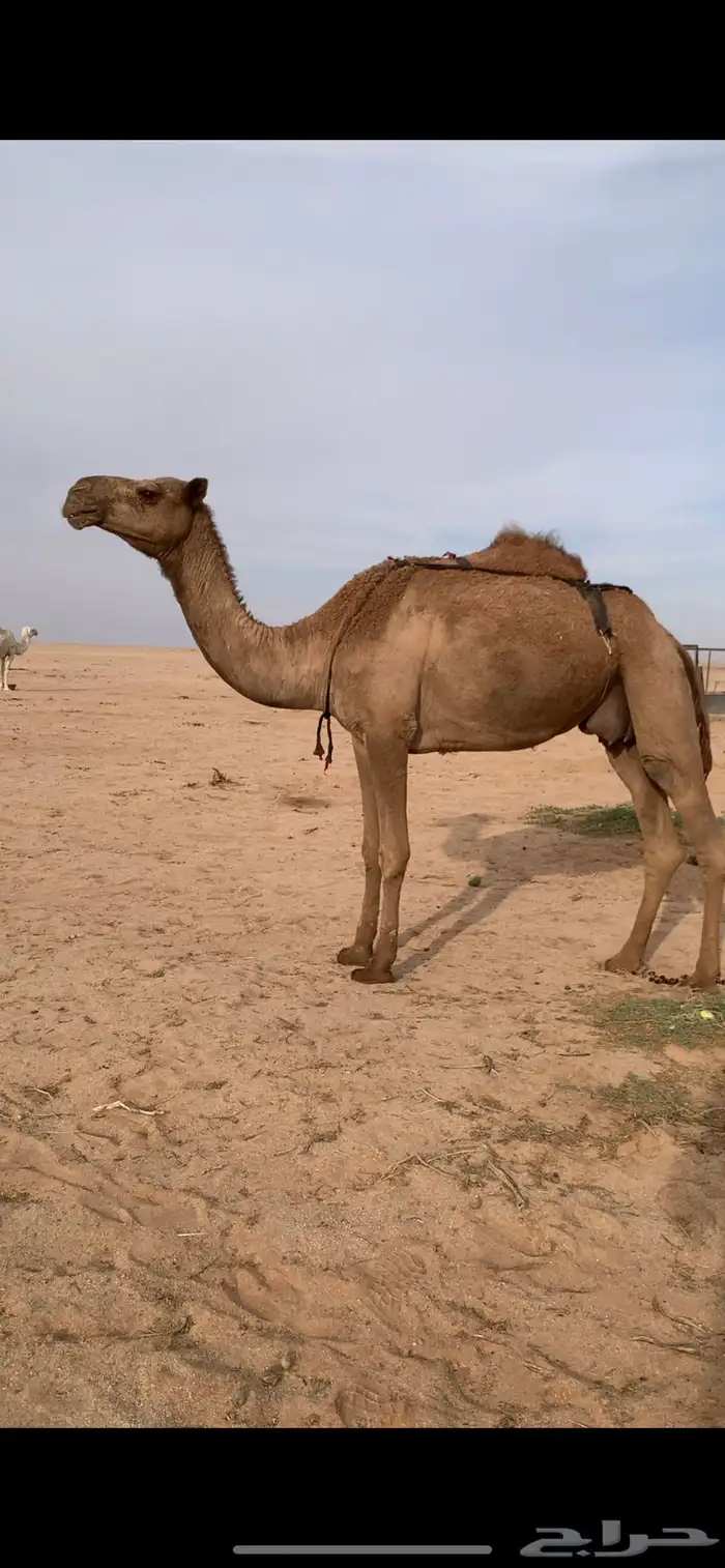 لبيع ضريبه صفراء رباع مبيوع ولدها 3