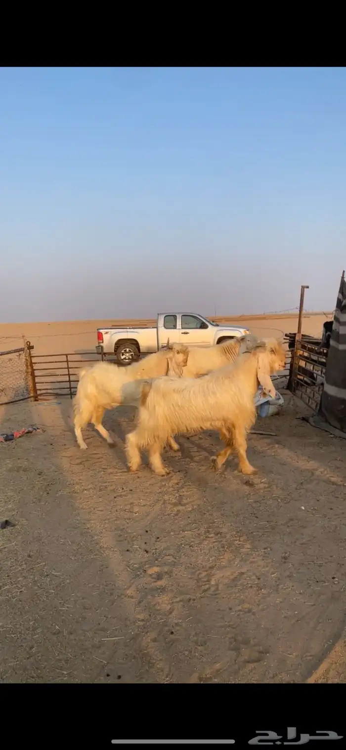 تيوس فحول بيض برص 0