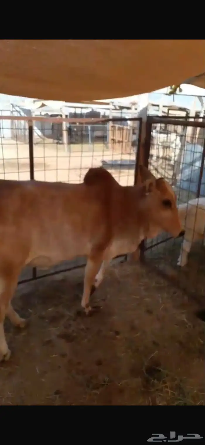 حسيله. للبيع بعم 11. شهر فل شحم بلدي 7