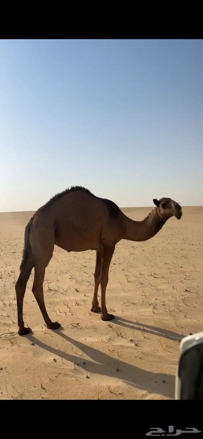 للبيع بكار مفاريد رايحه حقايق 8