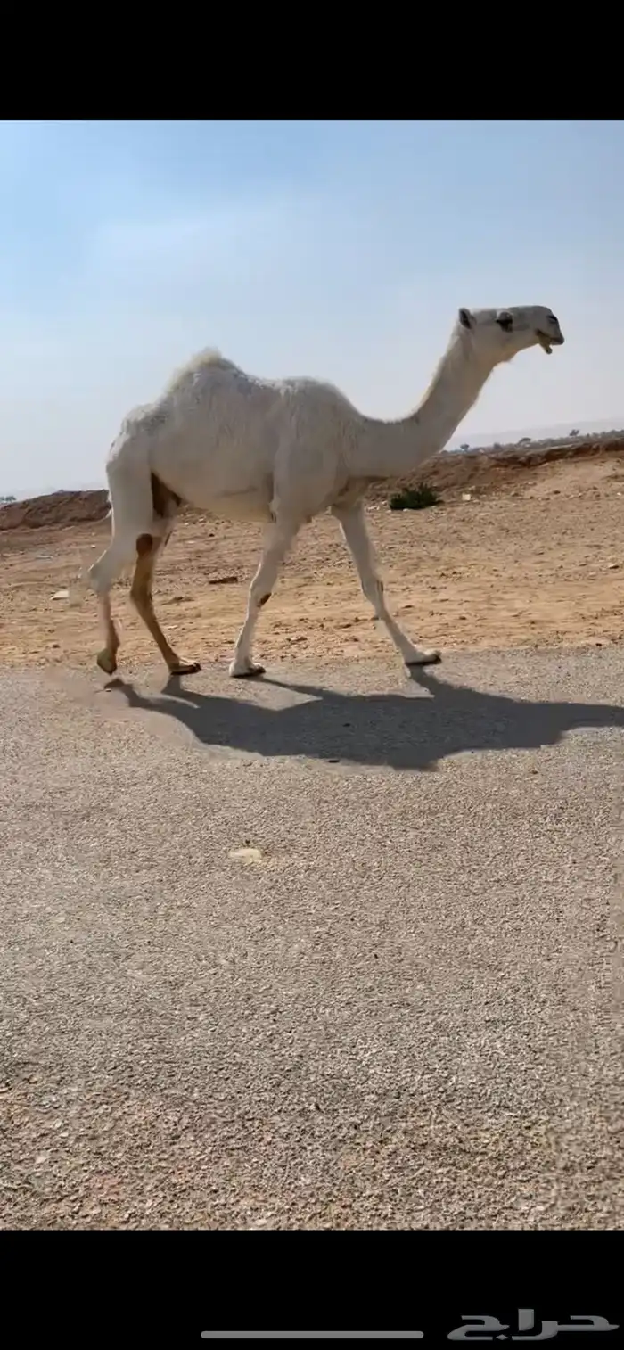 ضروبه كفو مبيوع عليهاقعود كفو وقبل مبيوع عليها بكره ب100الف 2