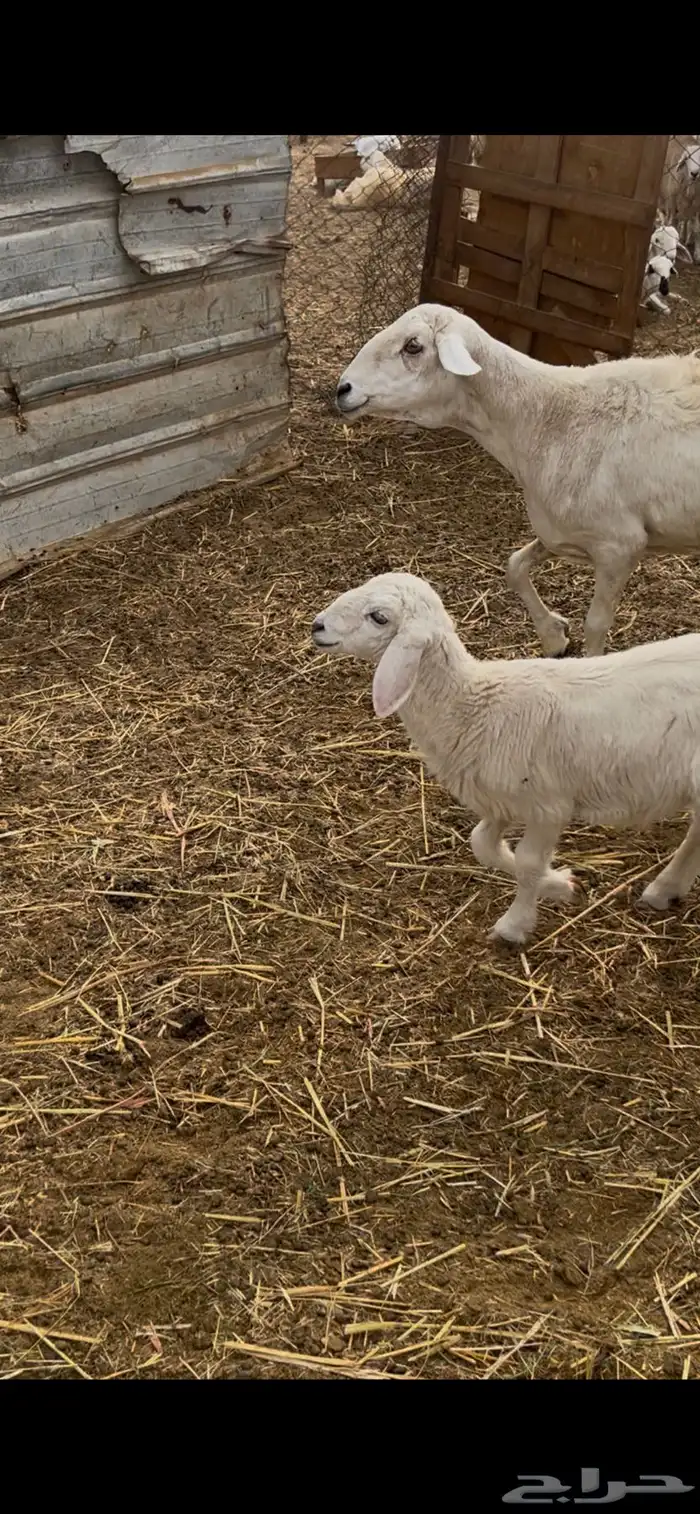 نعجه  متبوعه بطلي 2