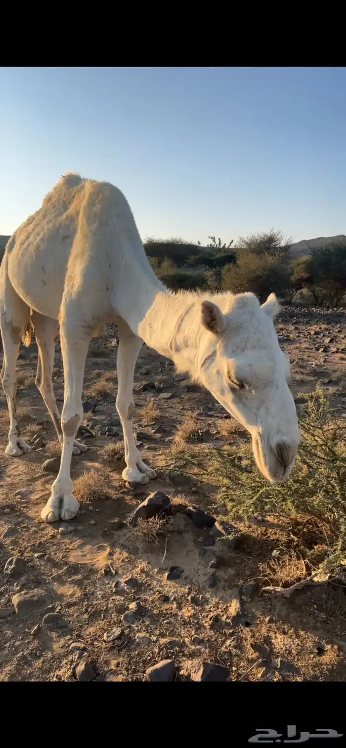 بكره وضحى ثنيه 4