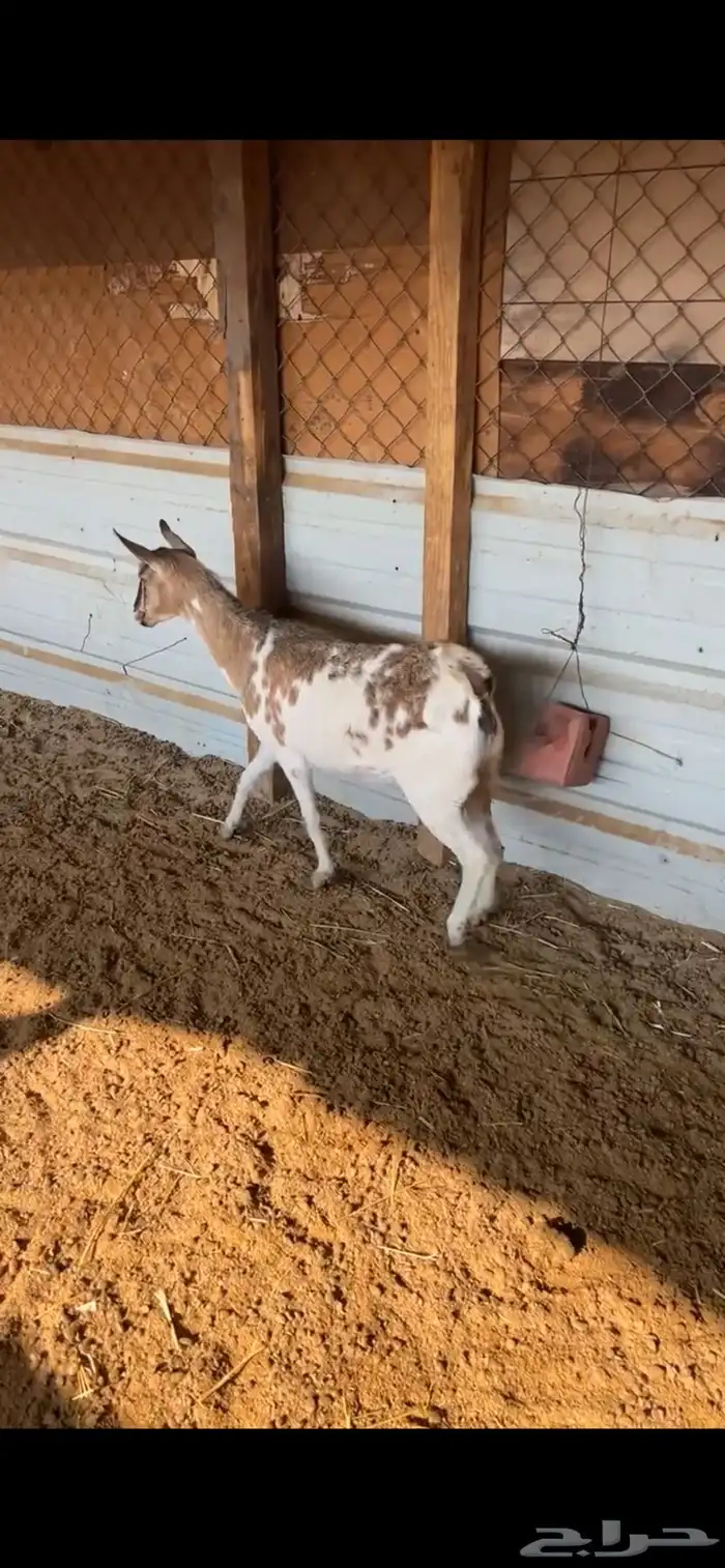 عنز حايل كفوو سمينه 0