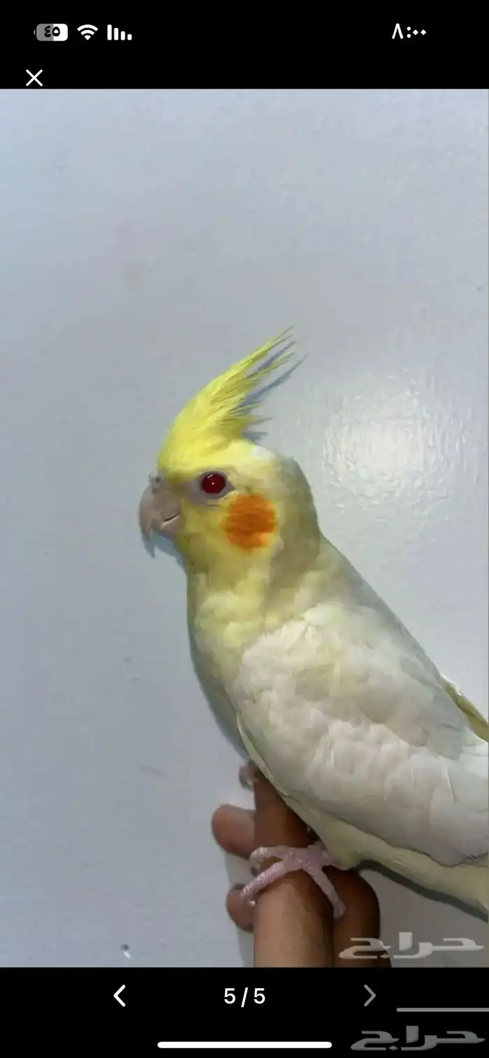 عصفور كروان 4