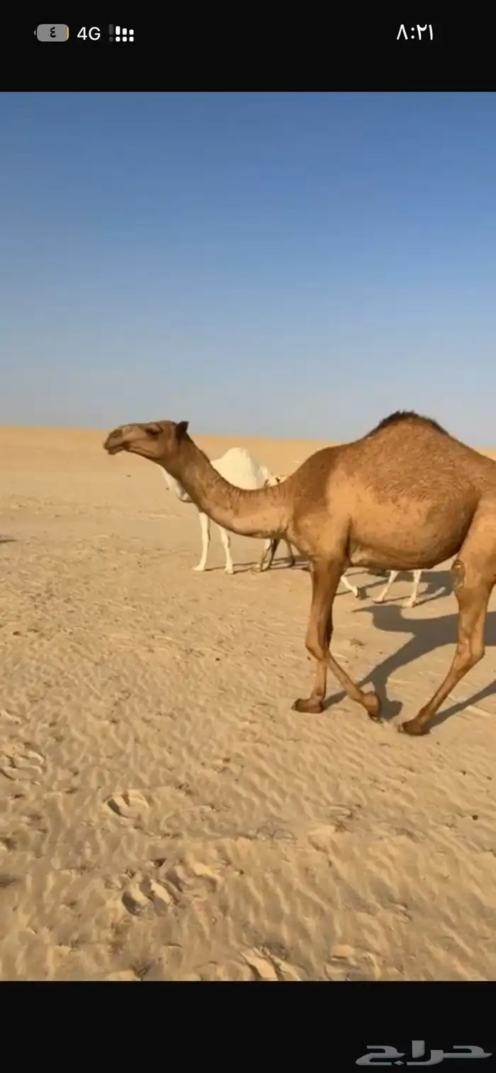 للبيع بكار مفاريد رايحه حقايق 0