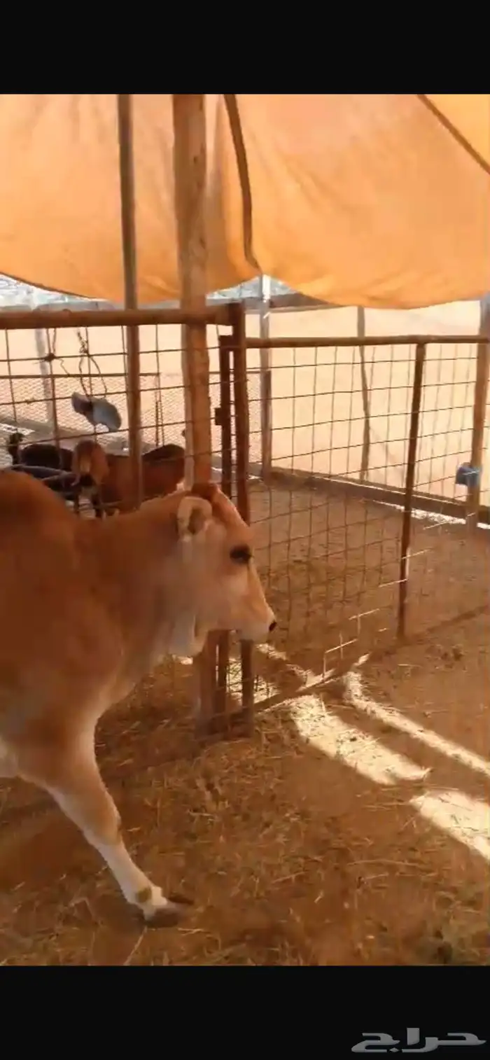 حسيله. للبيع بعم 11. شهر فل شحم بلدي 5