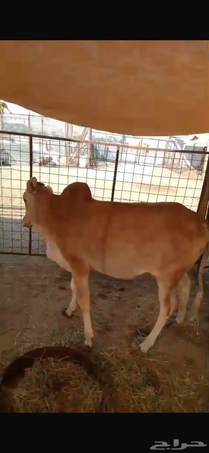 حسيله. للبيع بعم 11. شهر فل شحم بلدي 10