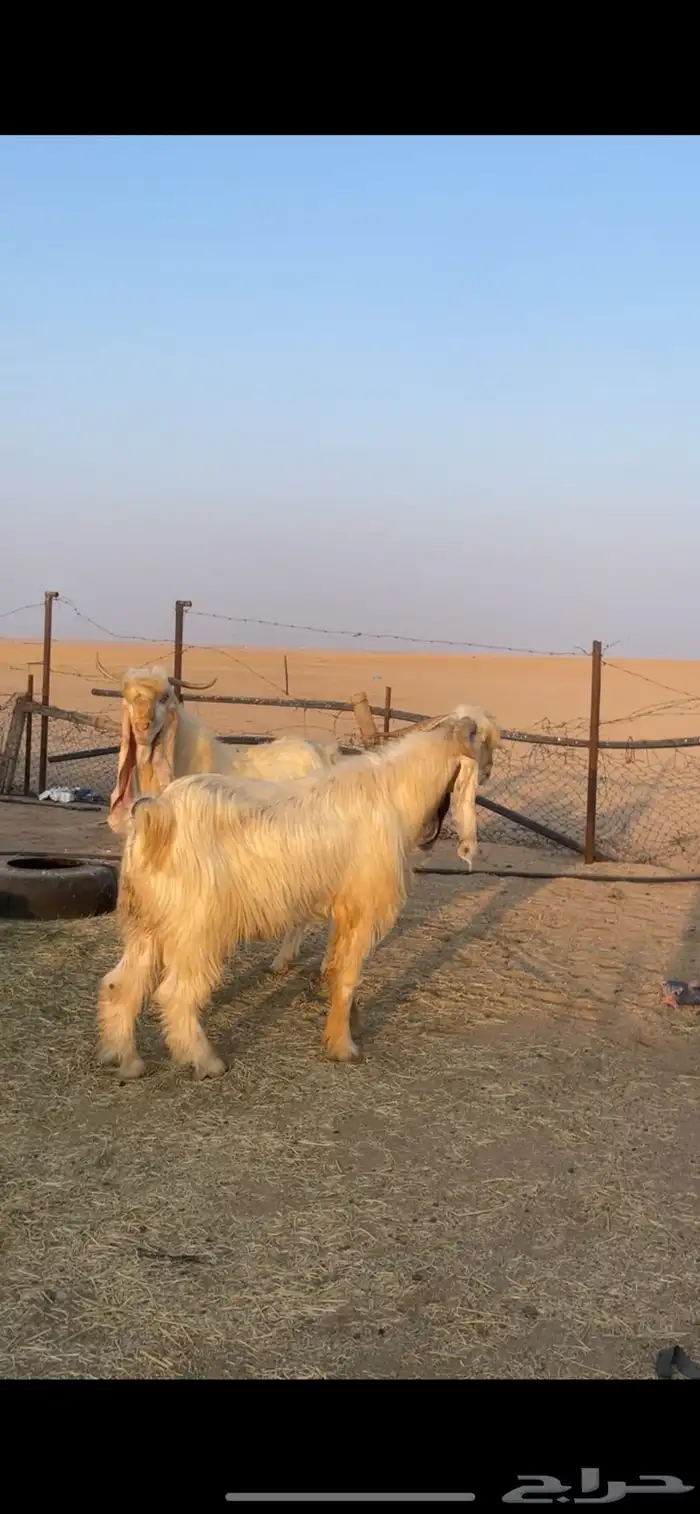 تيوس فحول بيض برص 3