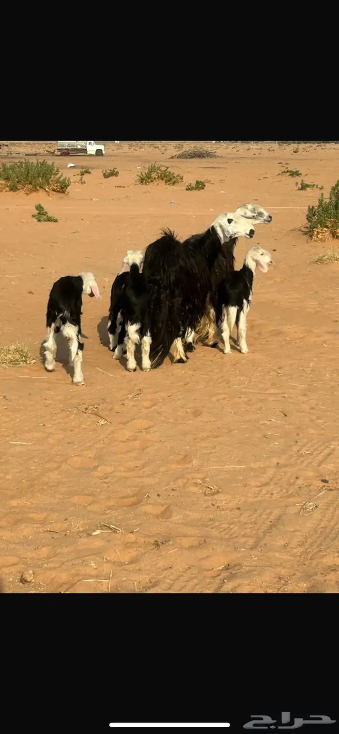 شياة نجد خلفات 0