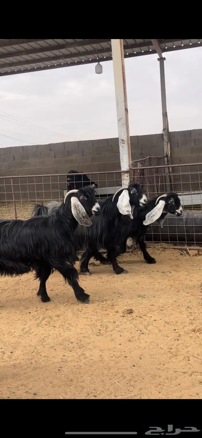 معزاء عوارض 7