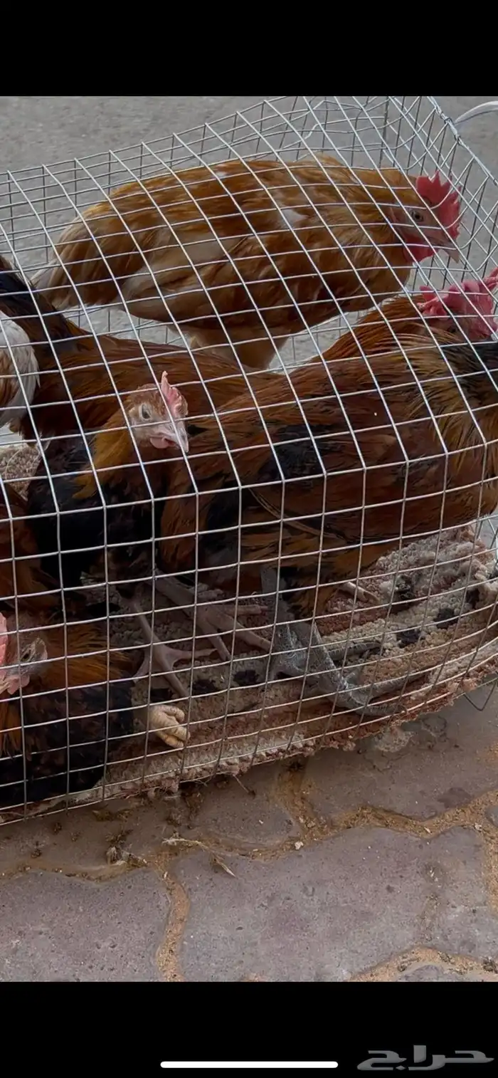 السلام عليكم ورحمة الله وبركاته اذكرو الله و صلو عليه 0