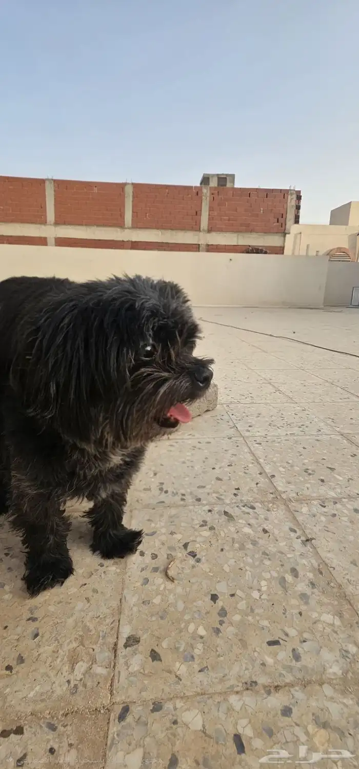 للبيع كلب ذكي فصيلة شيتزو 0