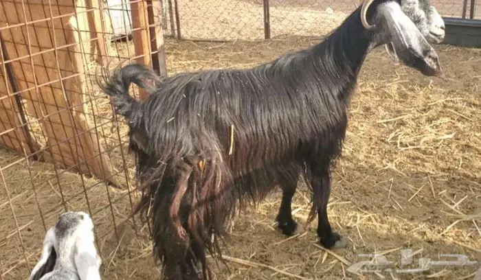 عنز عارضية طيبة بالحيل تحتها تيس وجفرة 0