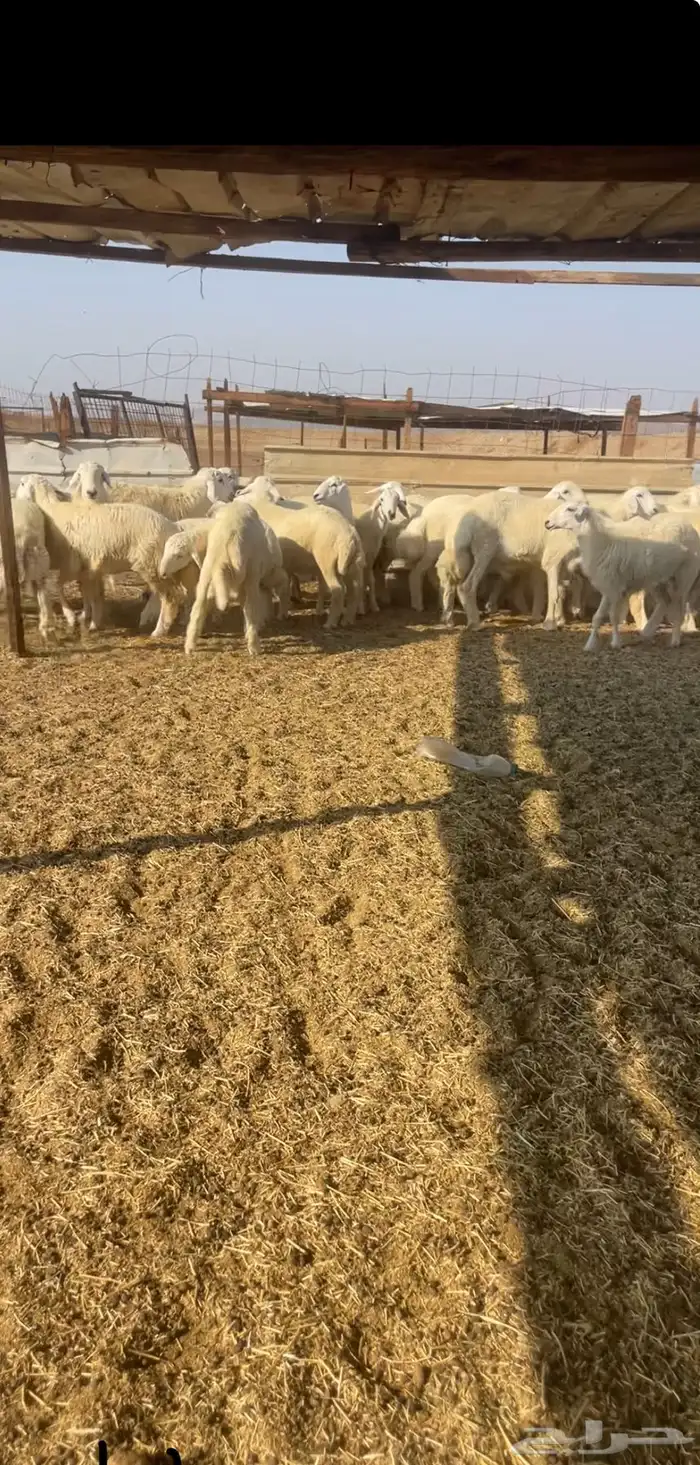 طليان ورخال 1