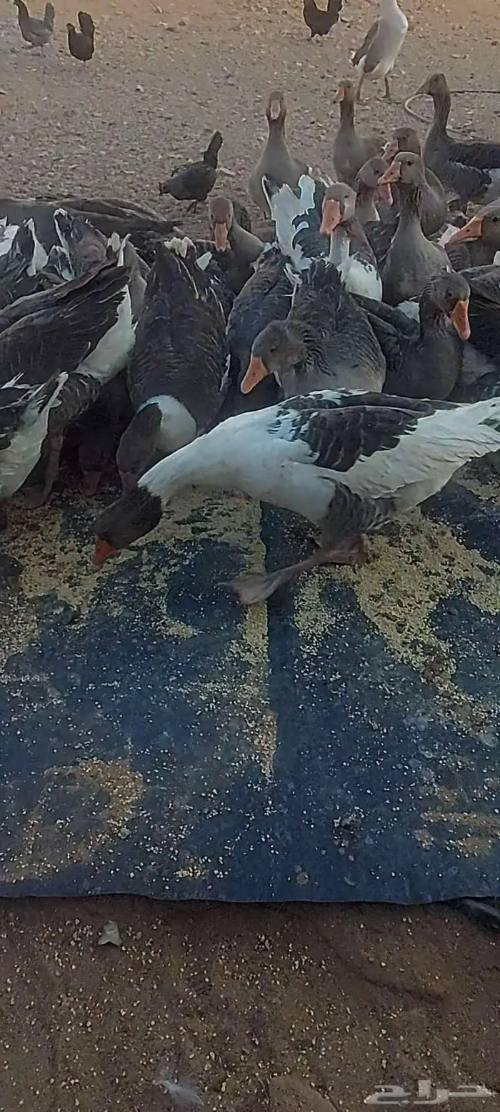 للبيع وز بلدي 0