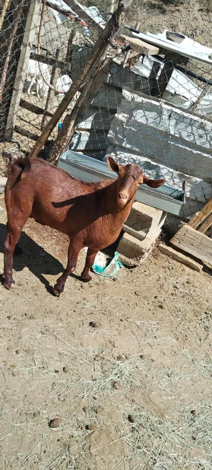 تيس فحل أدهم للبيع 1