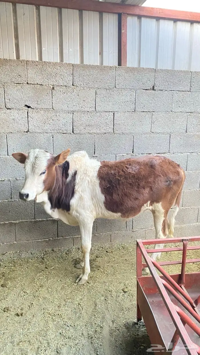 حسيل بلدي شرط 1