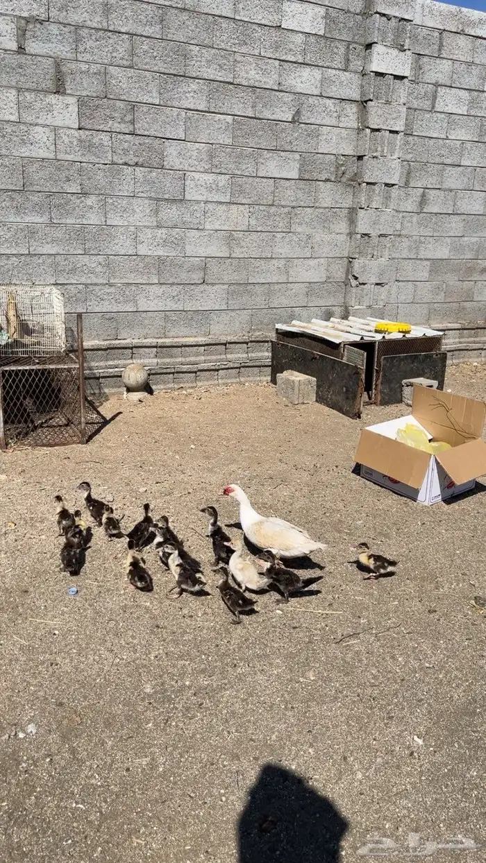 بط بلدي   بطه تحتها 15 عمارها اسبوعين الصح شرط 1