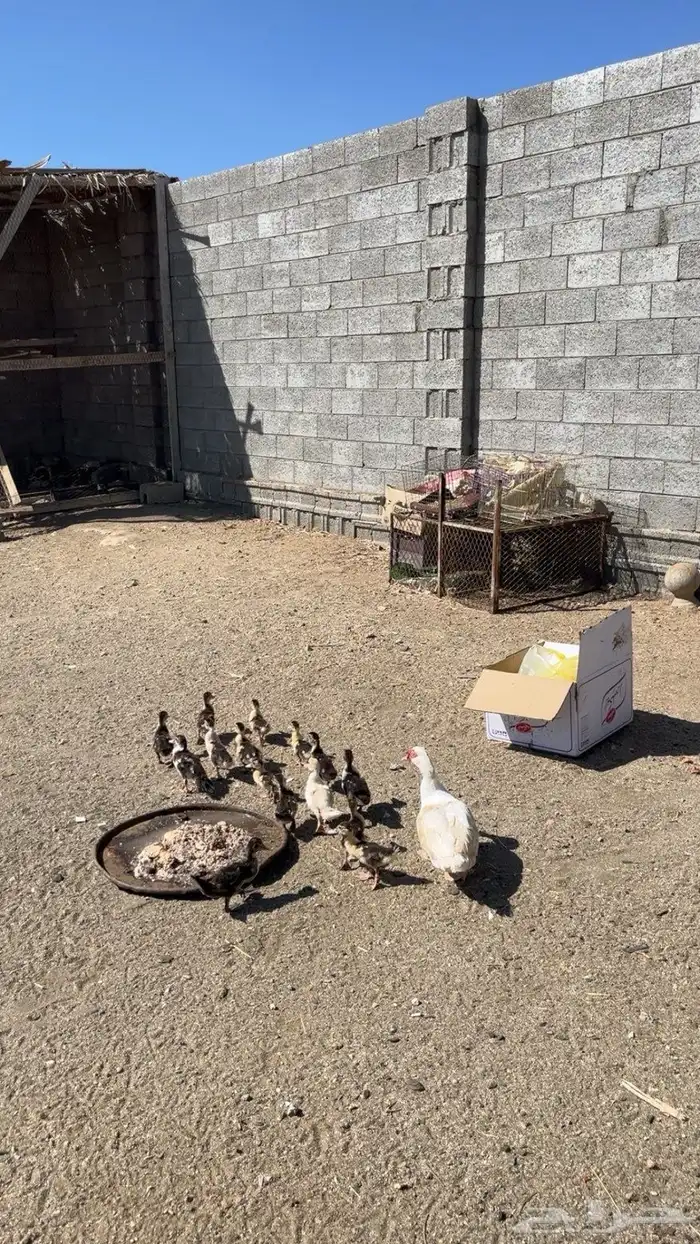 بط بلدي   بطه تحتها 15 عمارها اسبوعين الصح شرط 0