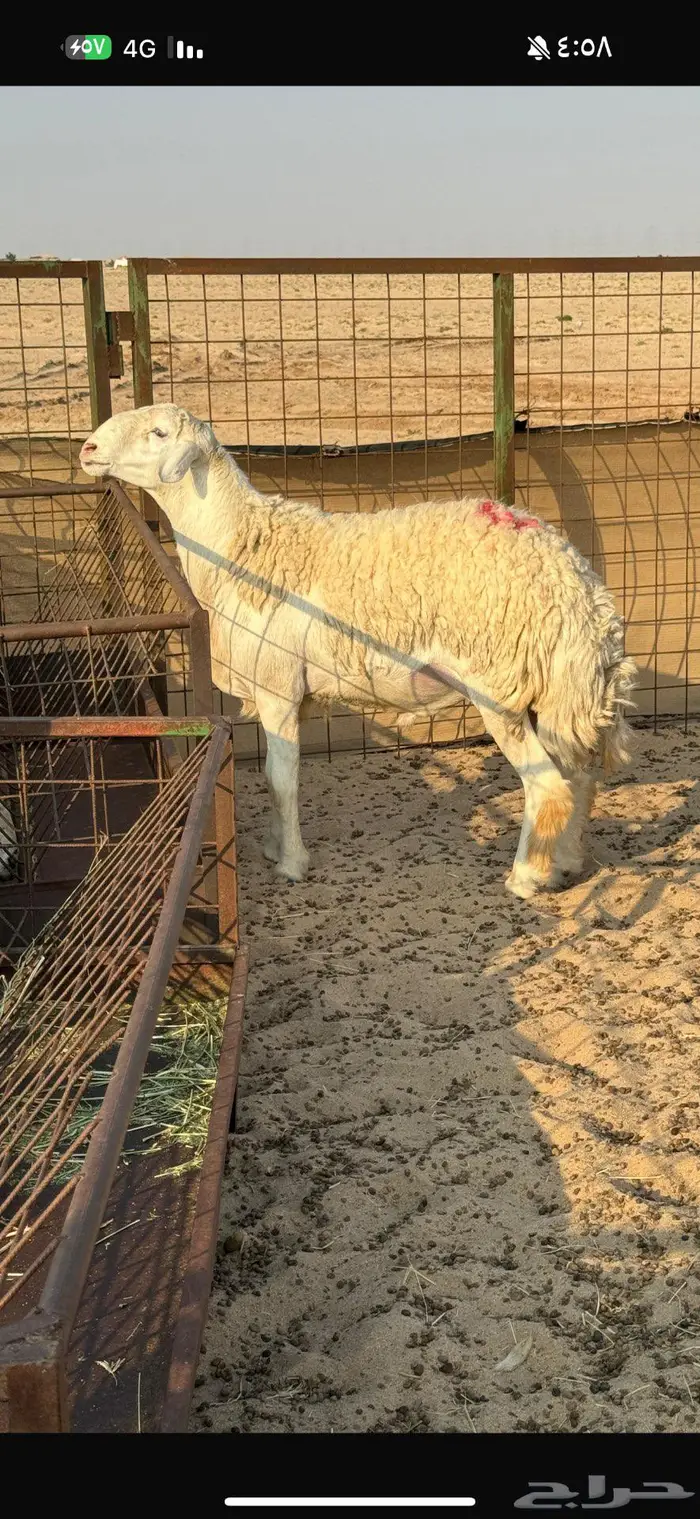 فحول صنف الصنف مشروطة شرط على الفيديو للتوثيق 0