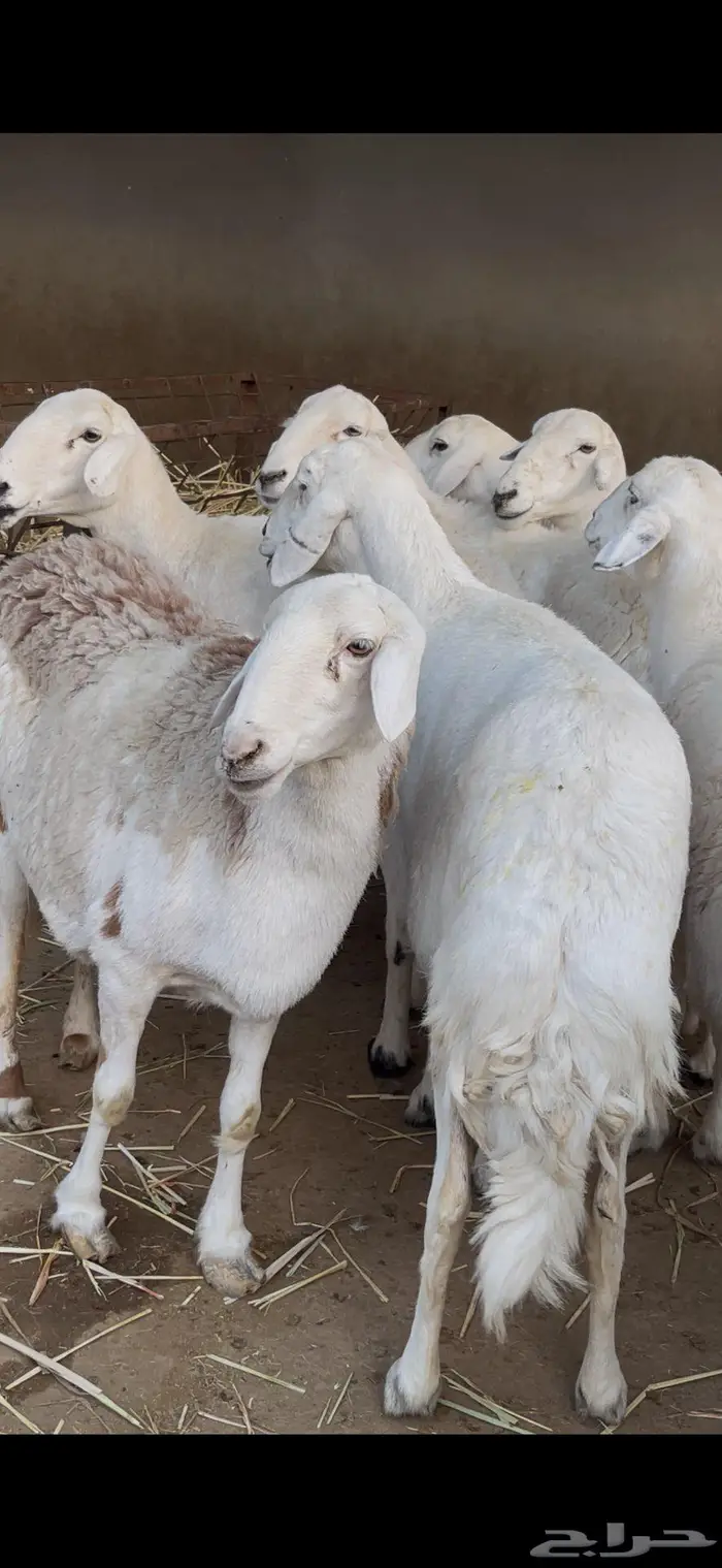 ضأن فواخر وصنف للبيع 4