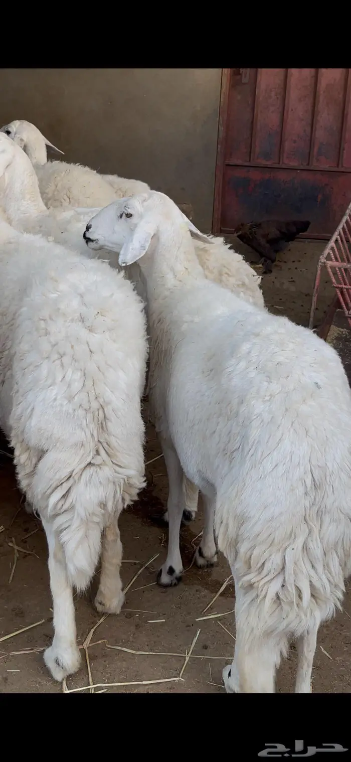 ضأن فواخر وصنف للبيع 9