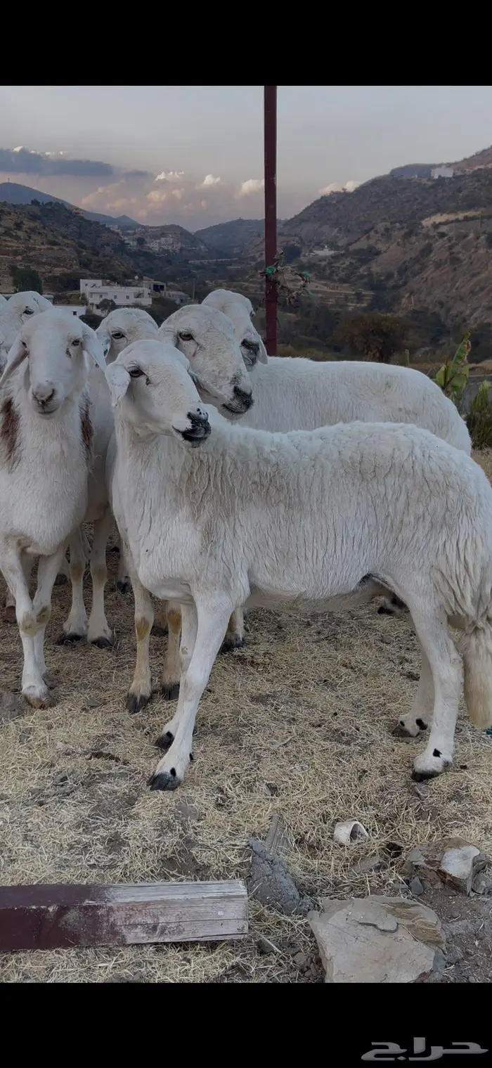 ضأن فواخر وصنف للبيع 13