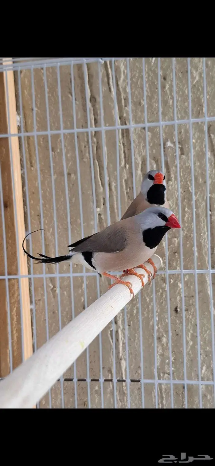 للبيع فروخ شفتيل فينش ( ابو رمح) 0